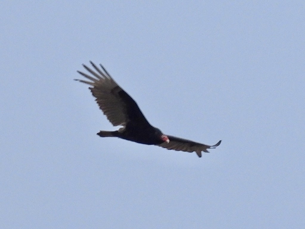 Turkey Vulture - ML616879324