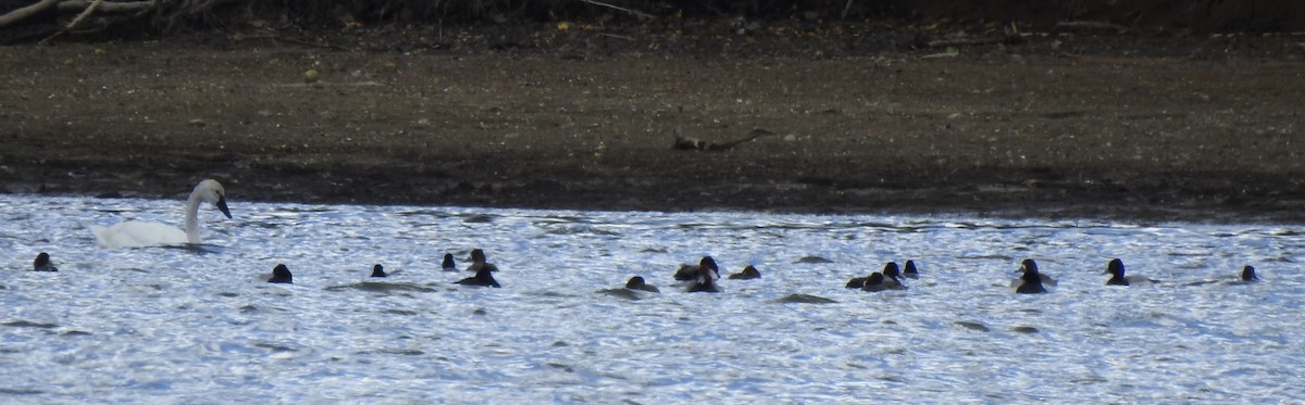 Lesser Scaup - ML616879335