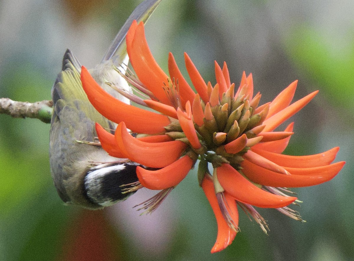 Light-vented Bulbul (sinensis) - Iwan Roberts