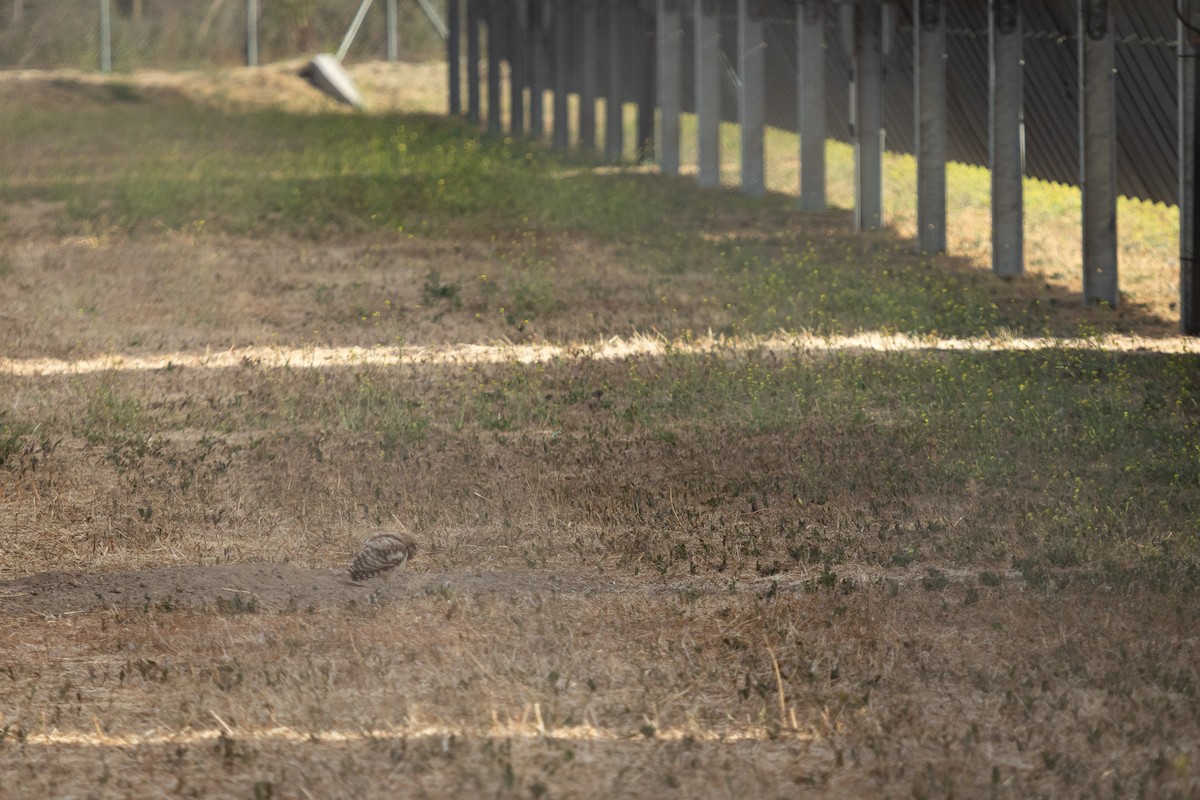 Burrowing Owl (Southern) - Ariel Cabrera Foix