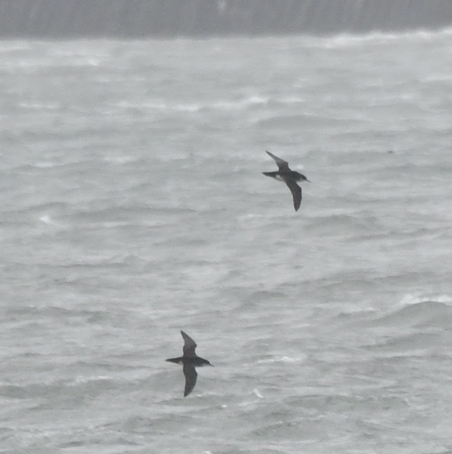 Manx Shearwater - Suzanne Sullivan