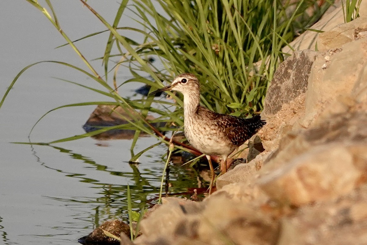 Spotted Redshank - ML616879509