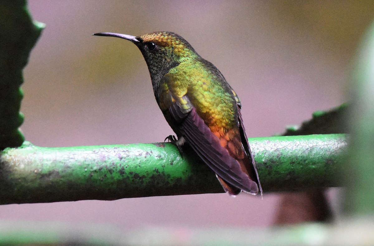 Coppery-headed Emerald - Chris Rohrer