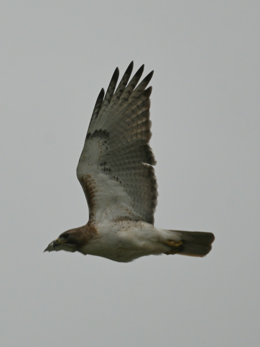 Red-tailed Hawk - ML616879516