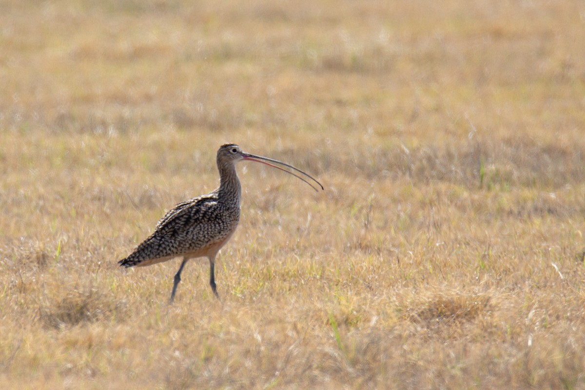 Long-billed Curlew - ML616879598