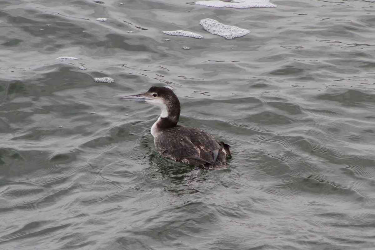 Common Loon - Drake Carr