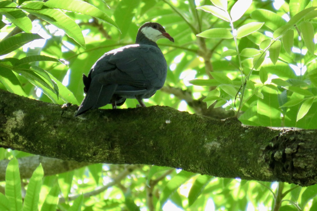 Pigeon à gorge blanche - ML616879656