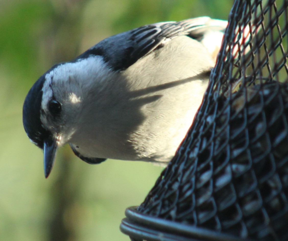 White-breasted Nuthatch - ML616879668