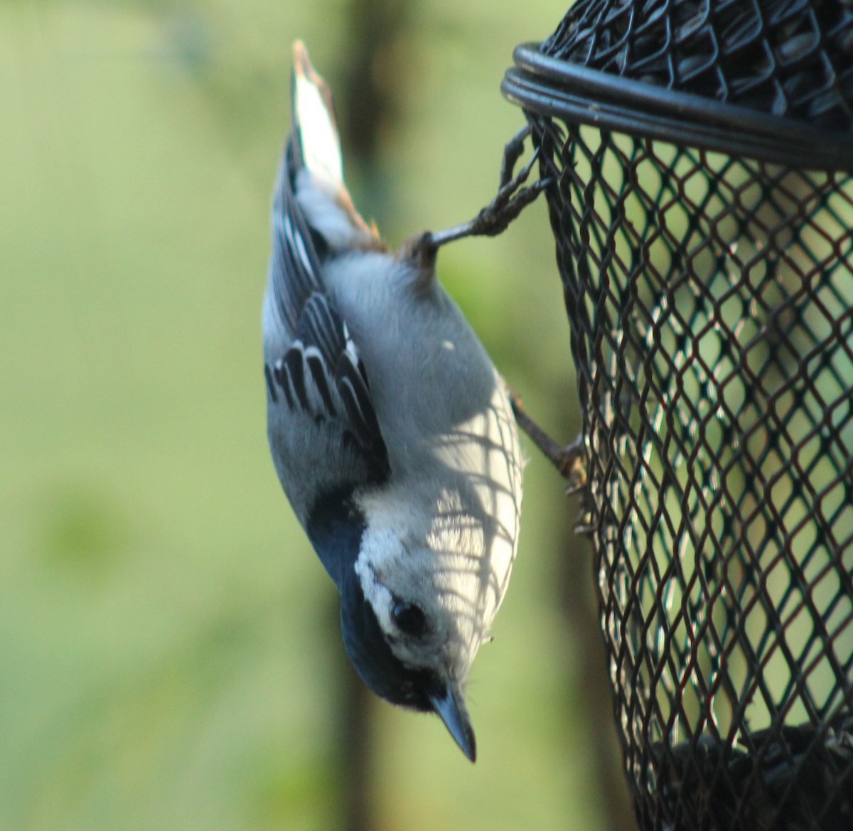 White-breasted Nuthatch - ML616879670