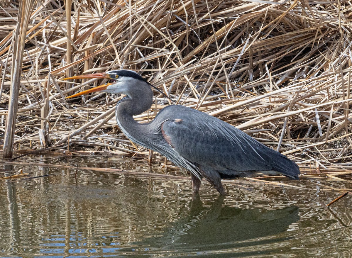 Great Blue Heron - ML616879697