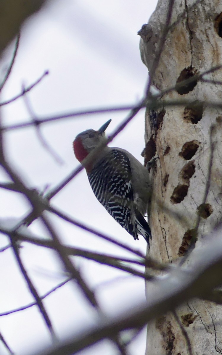 Red-bellied Woodpecker - ML616879739