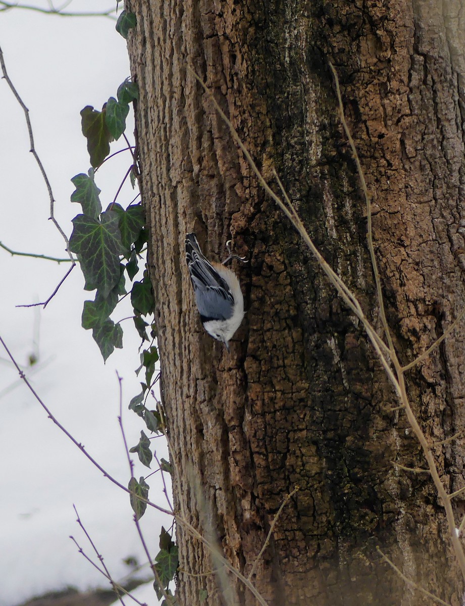 White-breasted Nuthatch - ML616879766