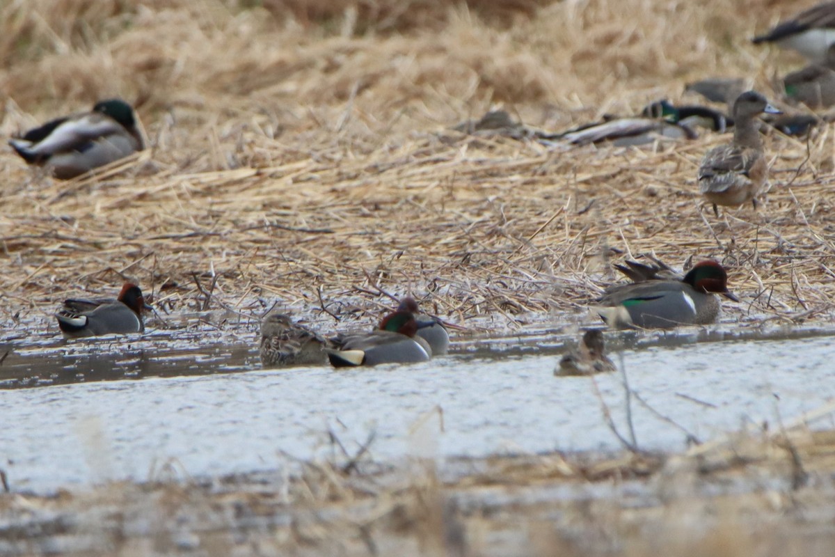 Green-winged Teal - ML616879805