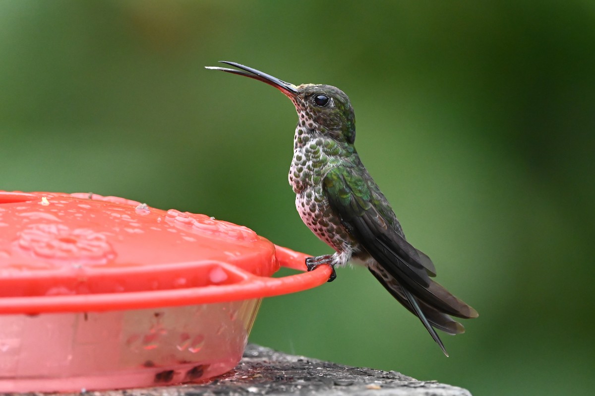 Many-spotted Hummingbird - ML616879808