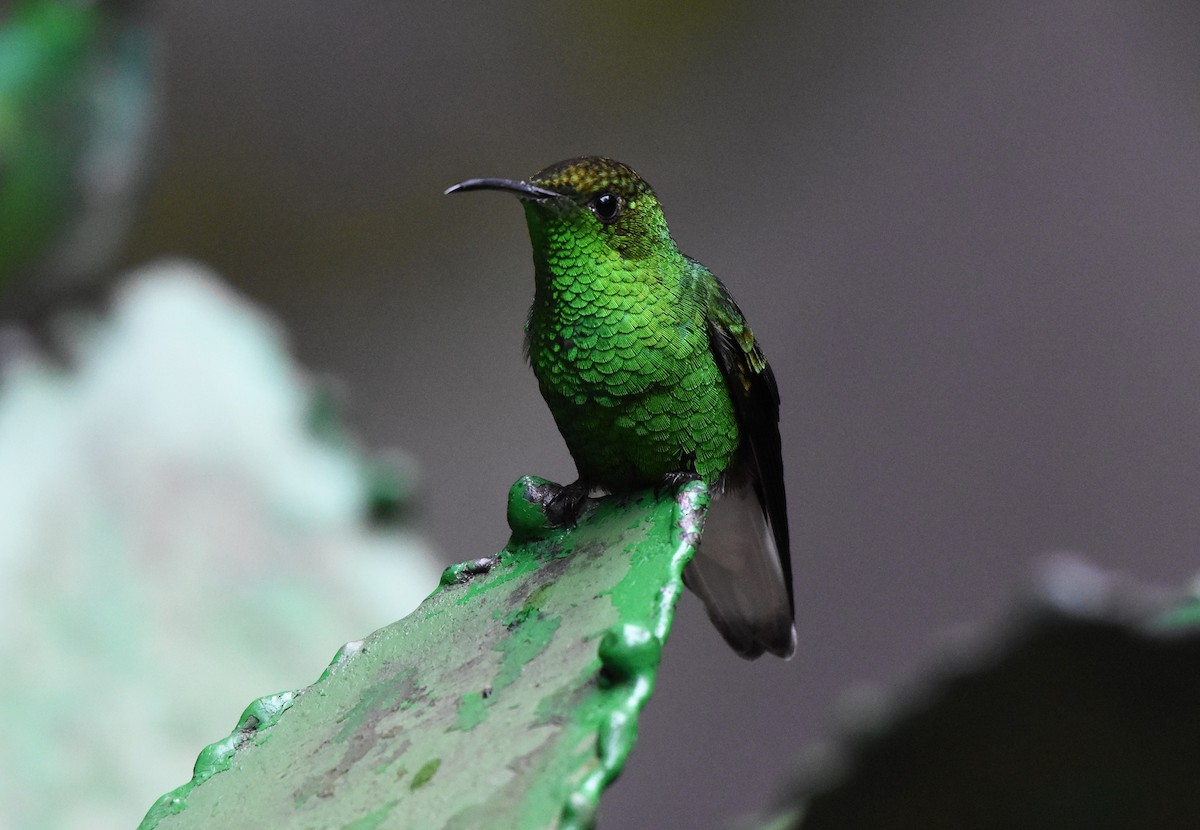 Coppery-headed Emerald - Chris Rohrer