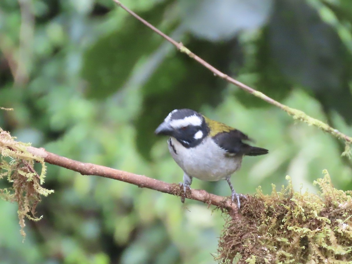 Black-winged Saltator - Marjorie Watson