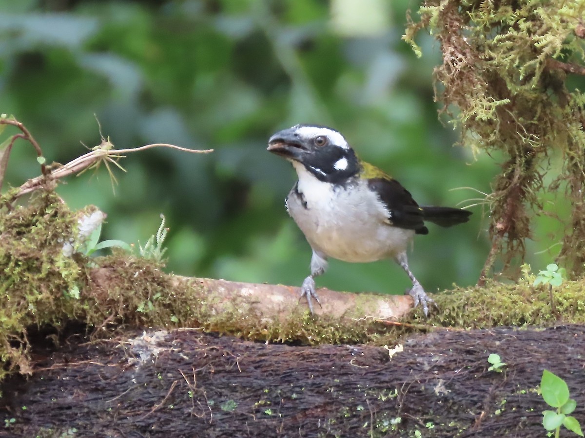 Black-winged Saltator - Marjorie Watson