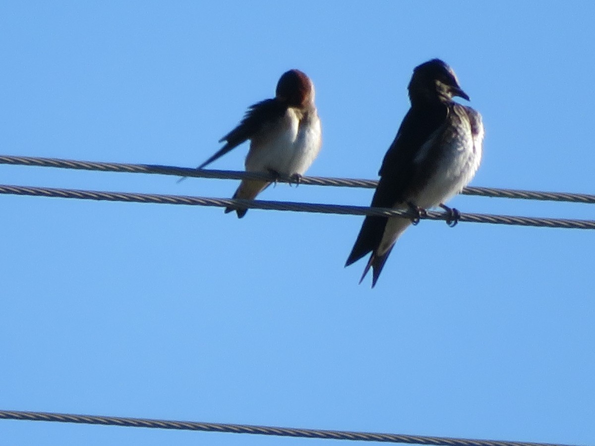 Purple Martin - ML616879910