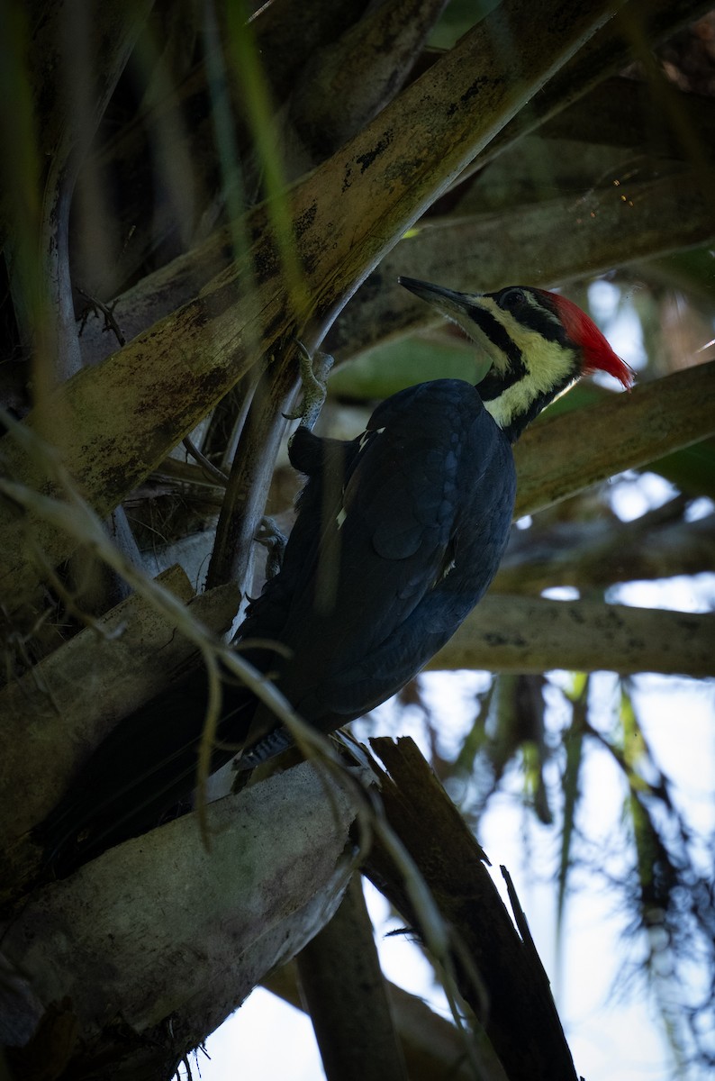 Pileated Woodpecker - ML616879919