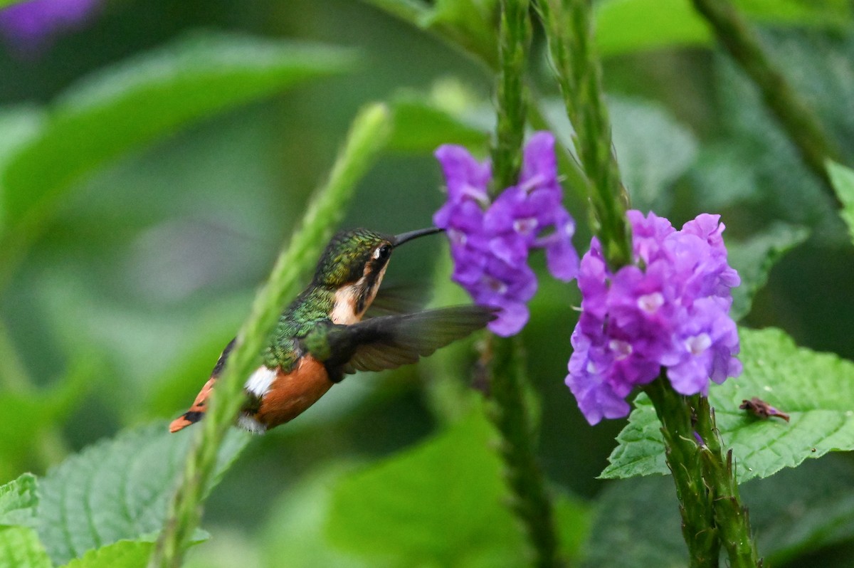 Colibrí de Heliodoro - ML616879988