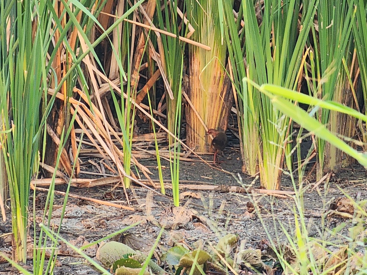 Ruddy-breasted Crake - ML616880028