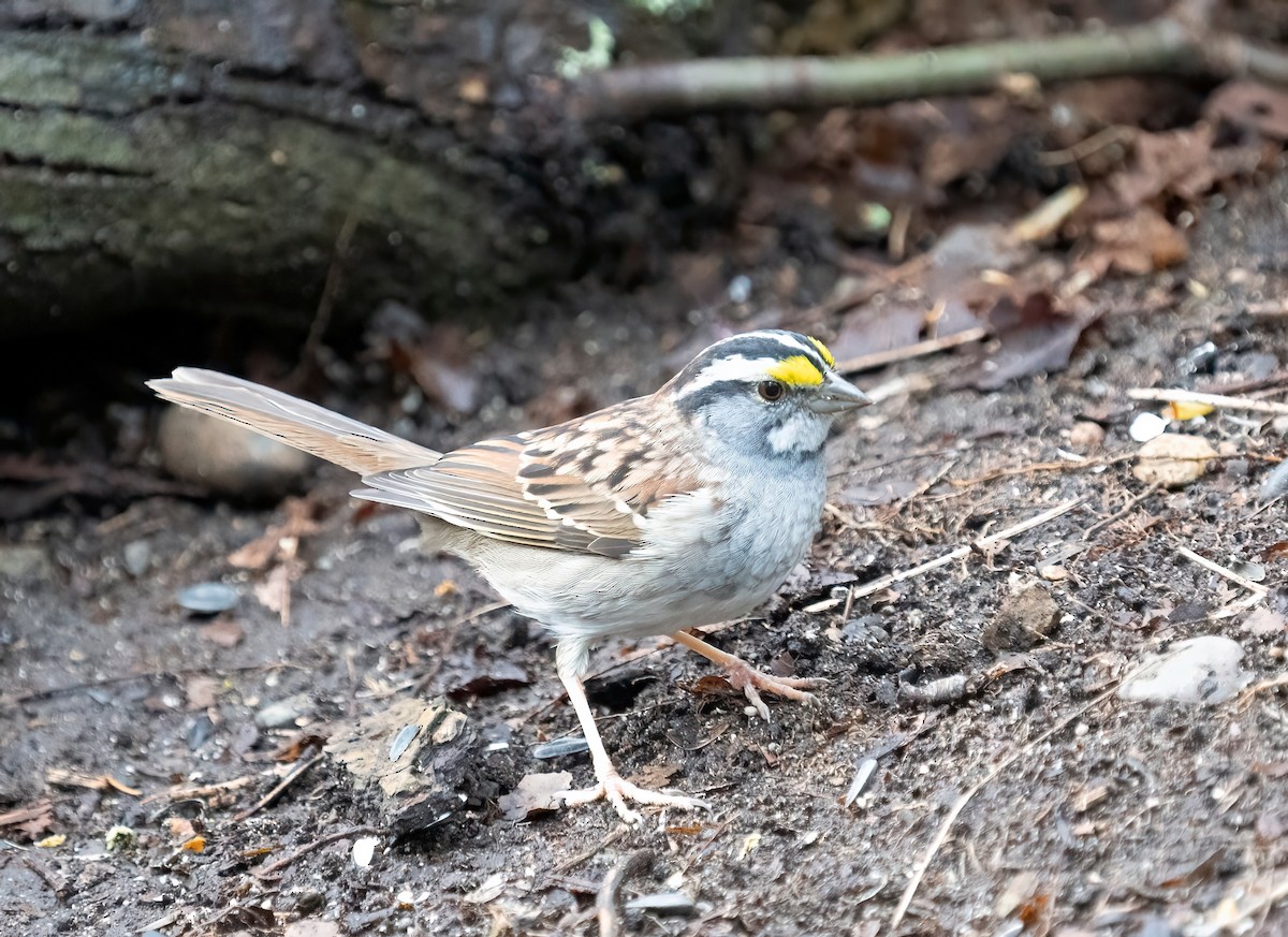 Bruant à gorge blanche - ML616880041