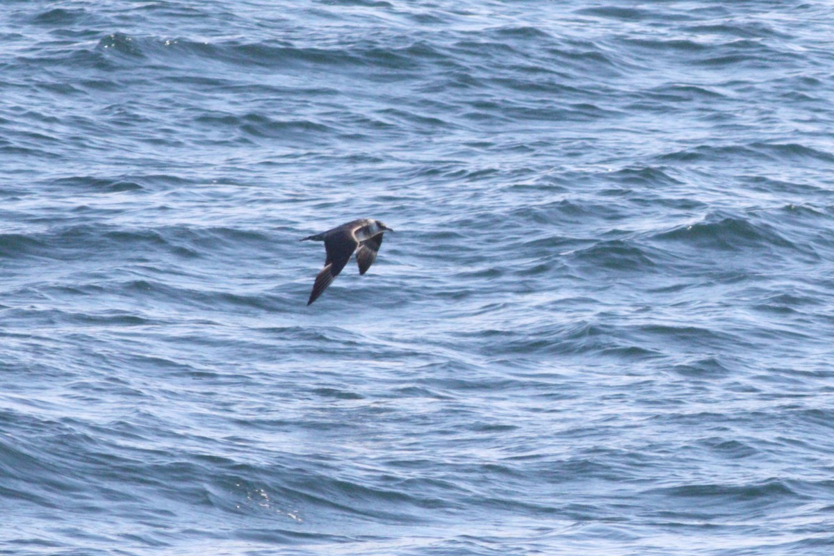 Parasitic/Pomarine Jaeger - ML616880053