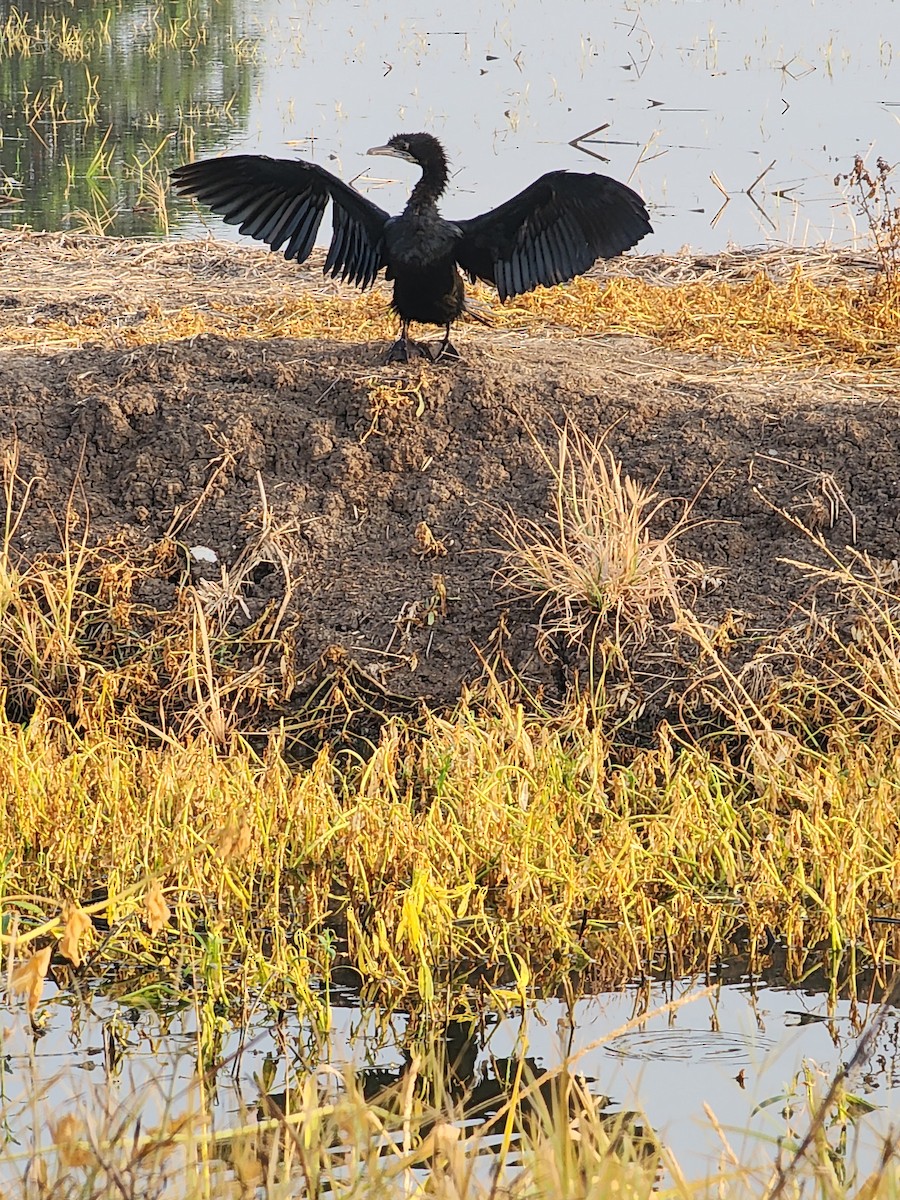 Little Cormorant - ML616880060