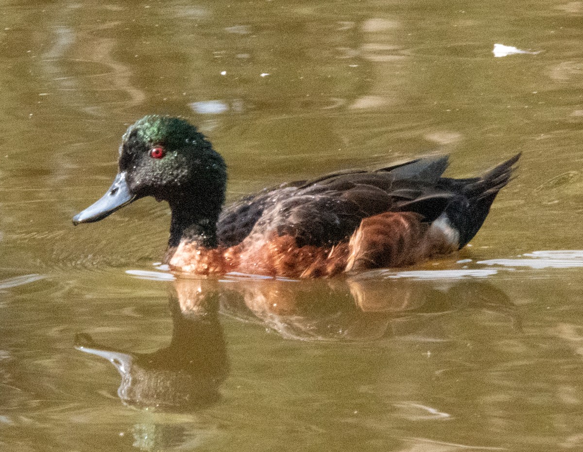 Chestnut Teal - Spat Cannon