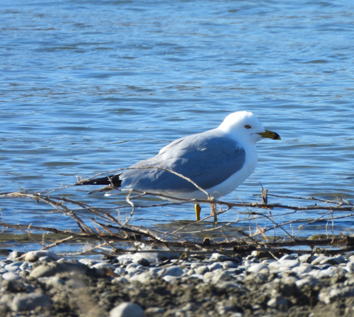 Ring-billed Gull - Jan Thom