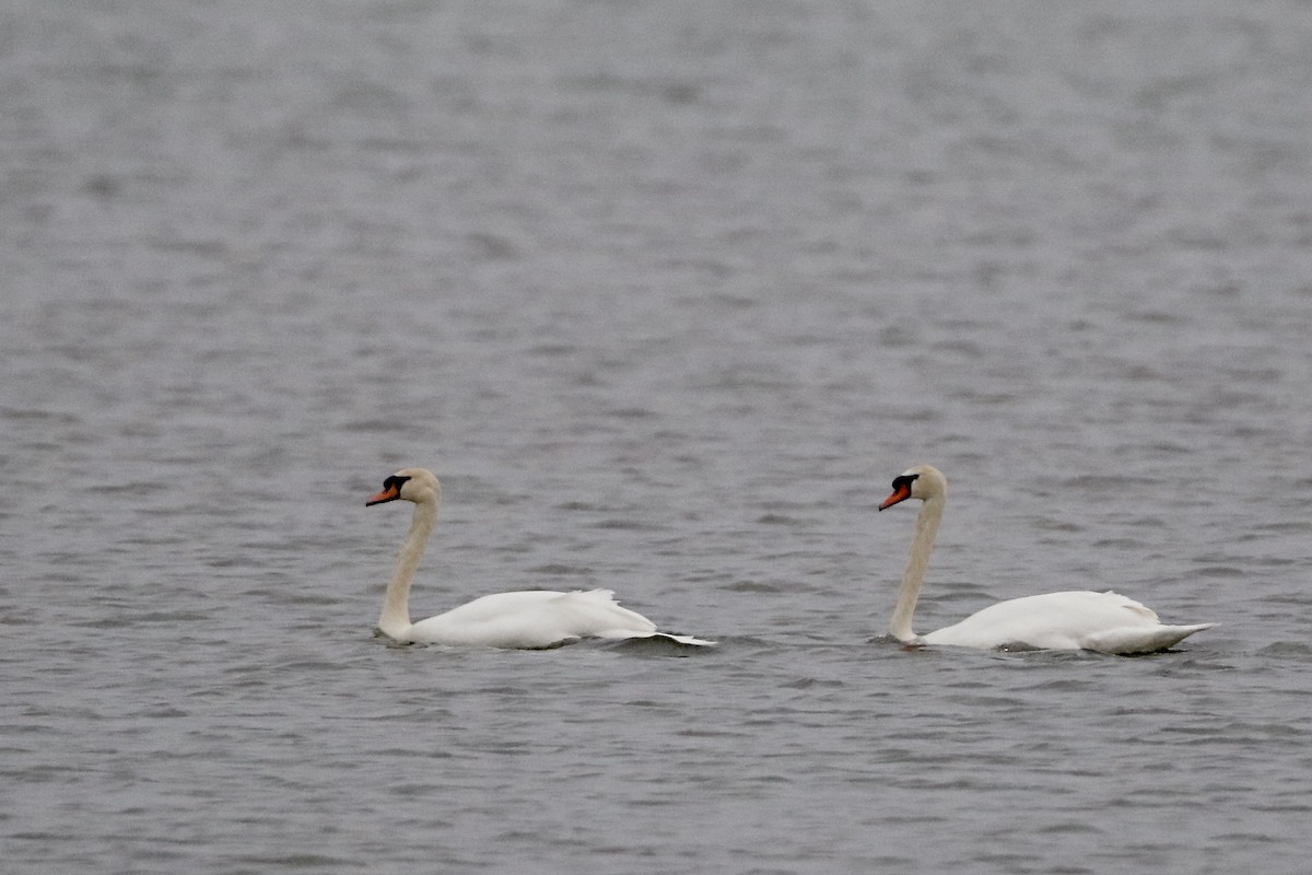 Cygne tuberculé - ML616880104