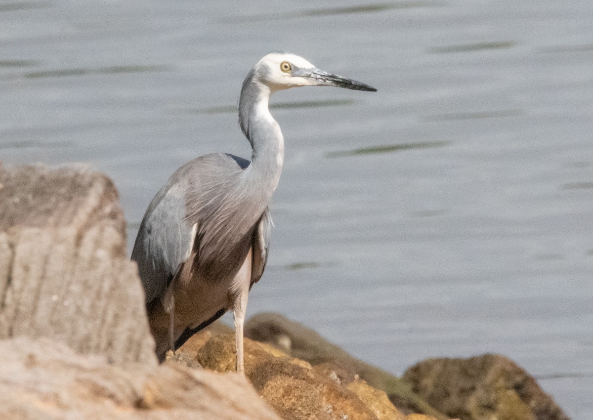 White-faced Heron - Spat Cannon