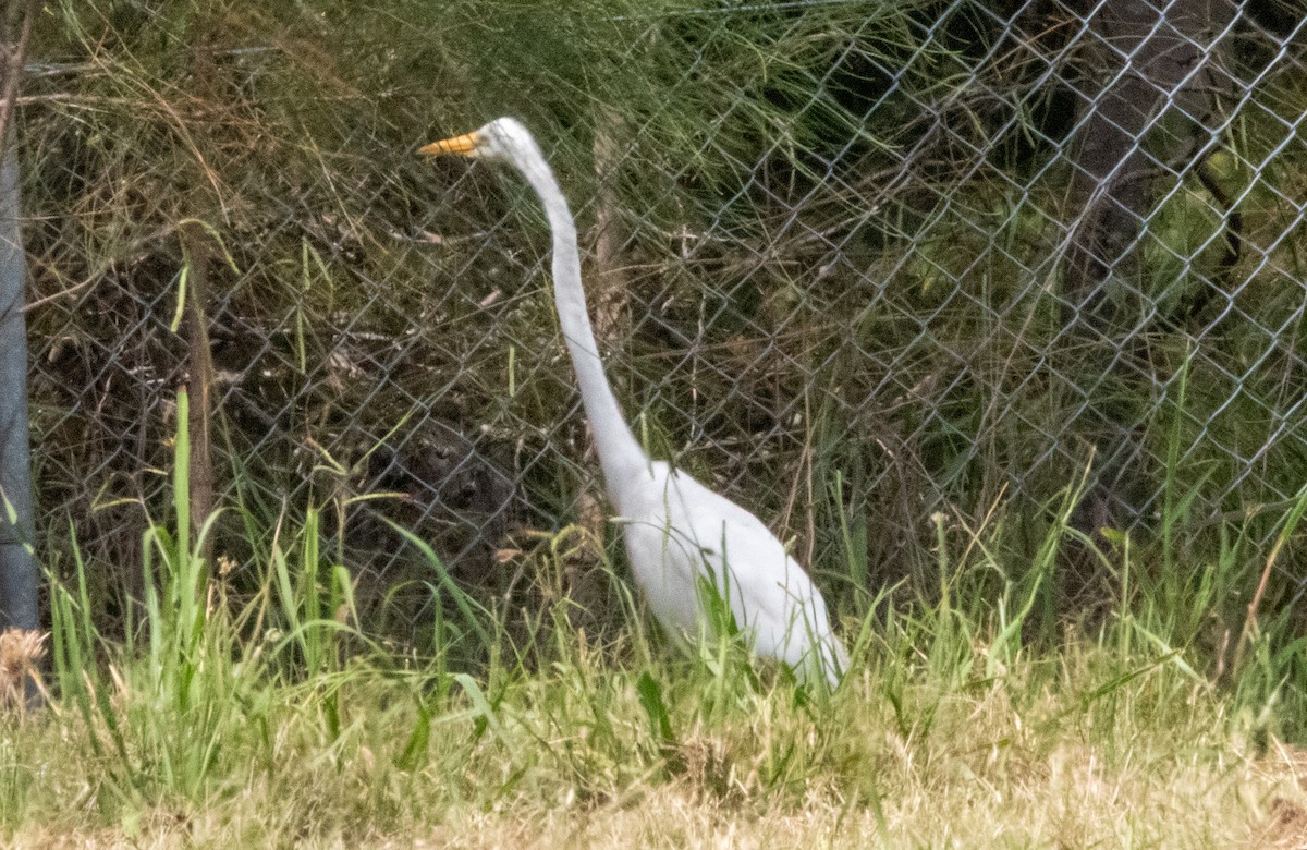 Great Egret - Spat Cannon