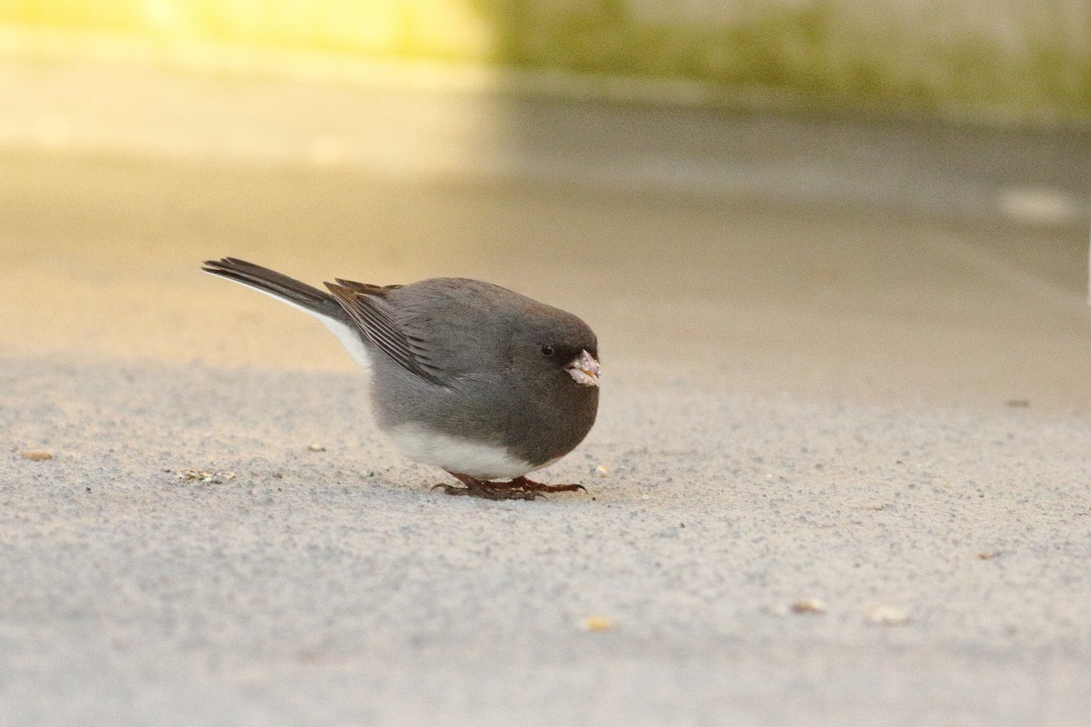 Dark-eyed Junco - Liam Waters