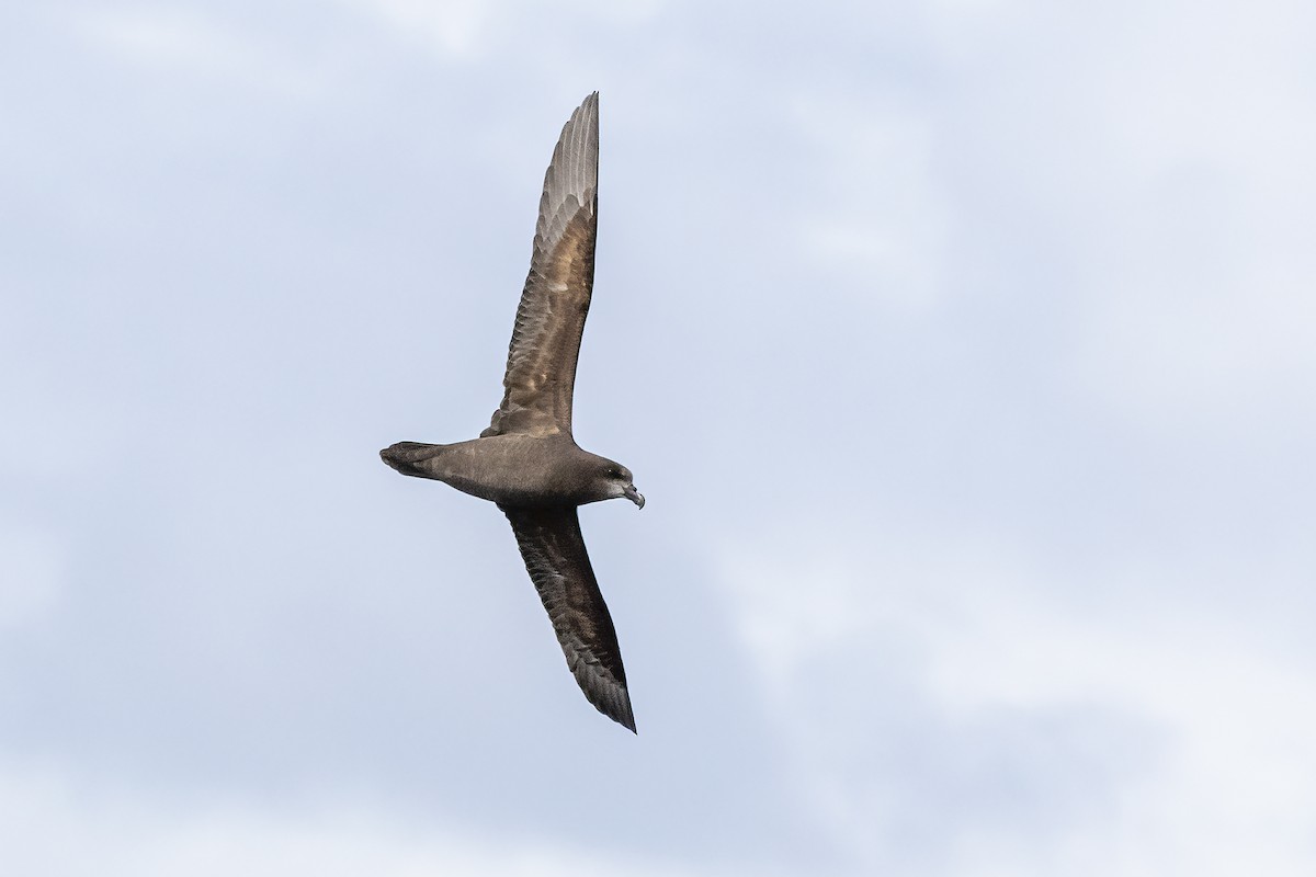 Gray-faced Petrel - Glenda Rees