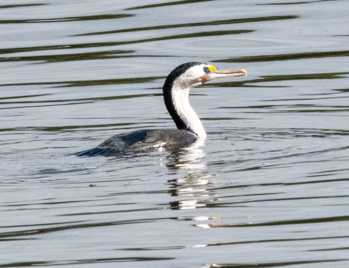 Cormoran varié - ML616880153