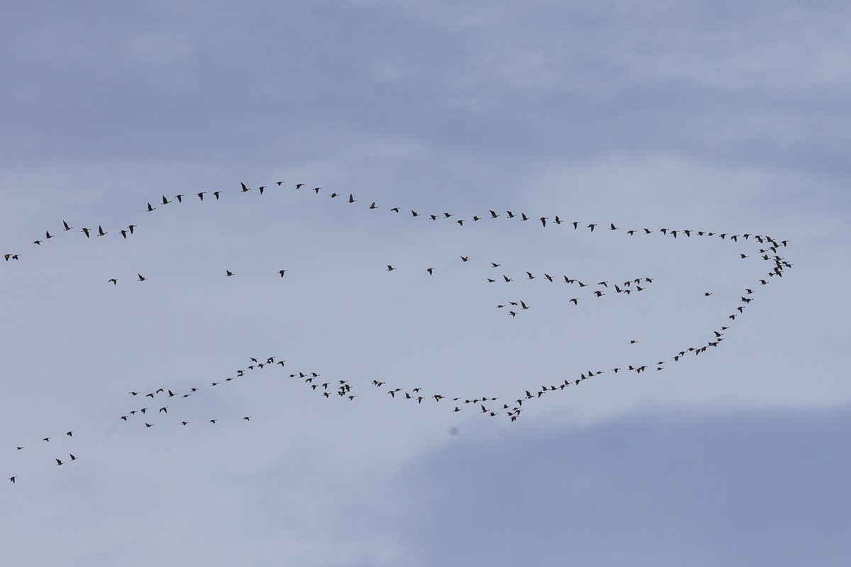 Cackling Goose - Cathy Beck