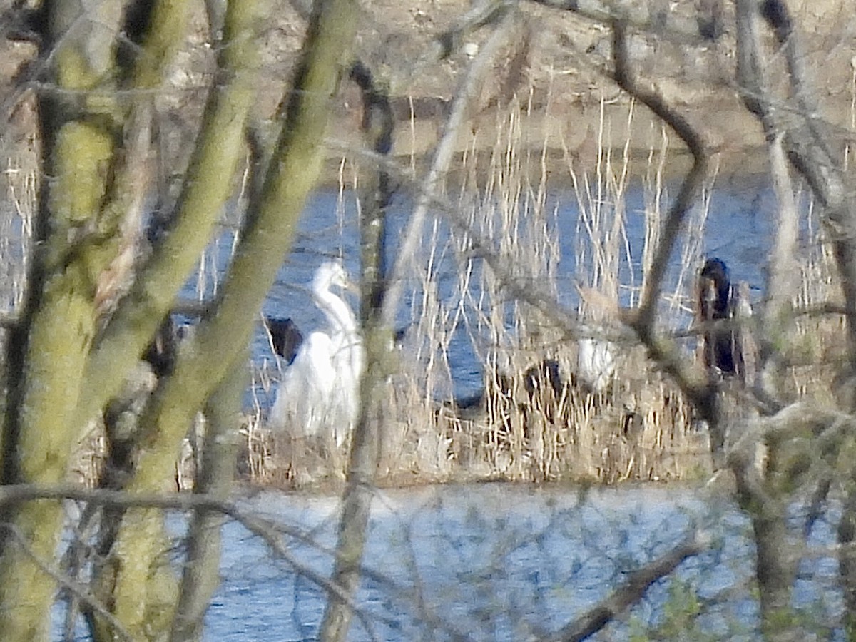 Great Egret - ML616880189