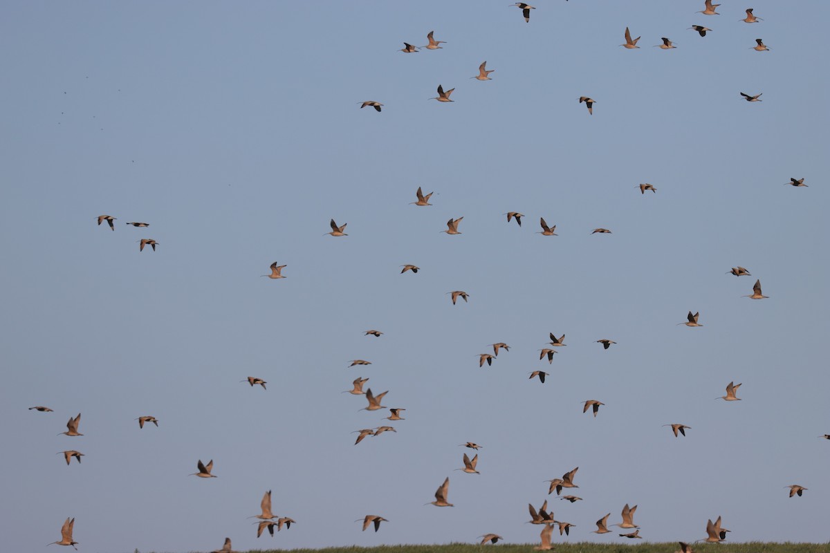 Long-billed Curlew - ML616880209