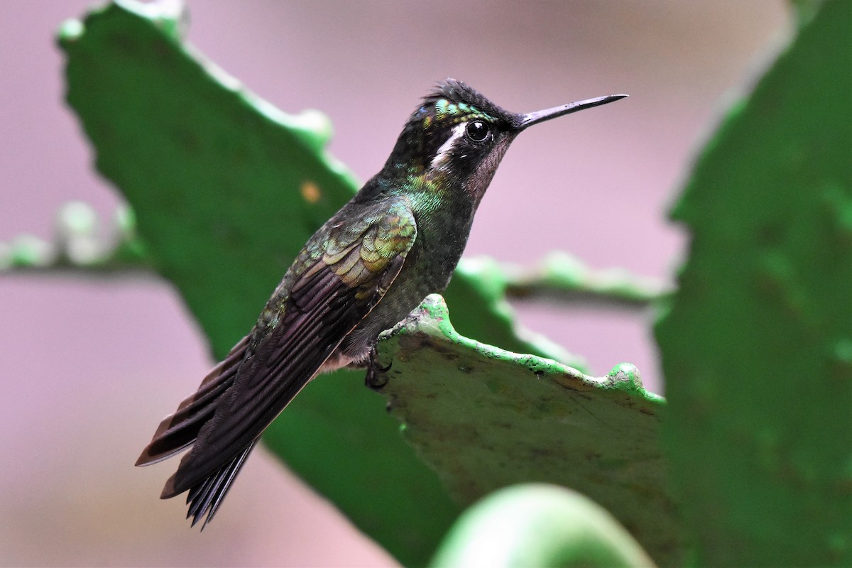 kolibřík fialovohrdlý - ML61688021
