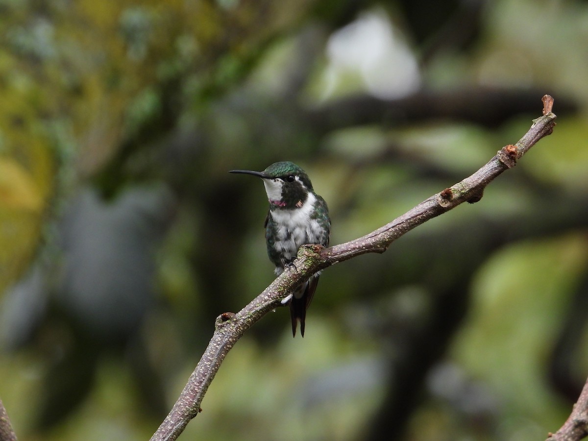 White-bellied Woodstar - ML616880271