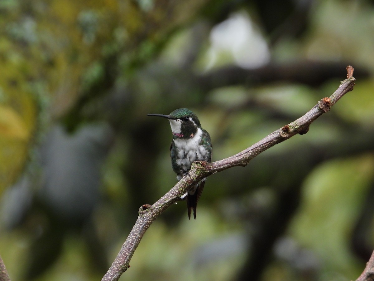 White-bellied Woodstar - ML616880274