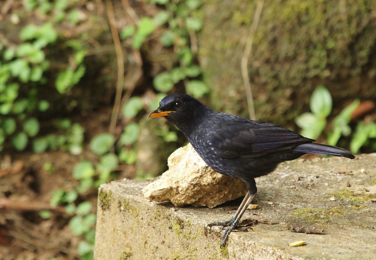 Malayan Whistling-Thrush - ML616880301