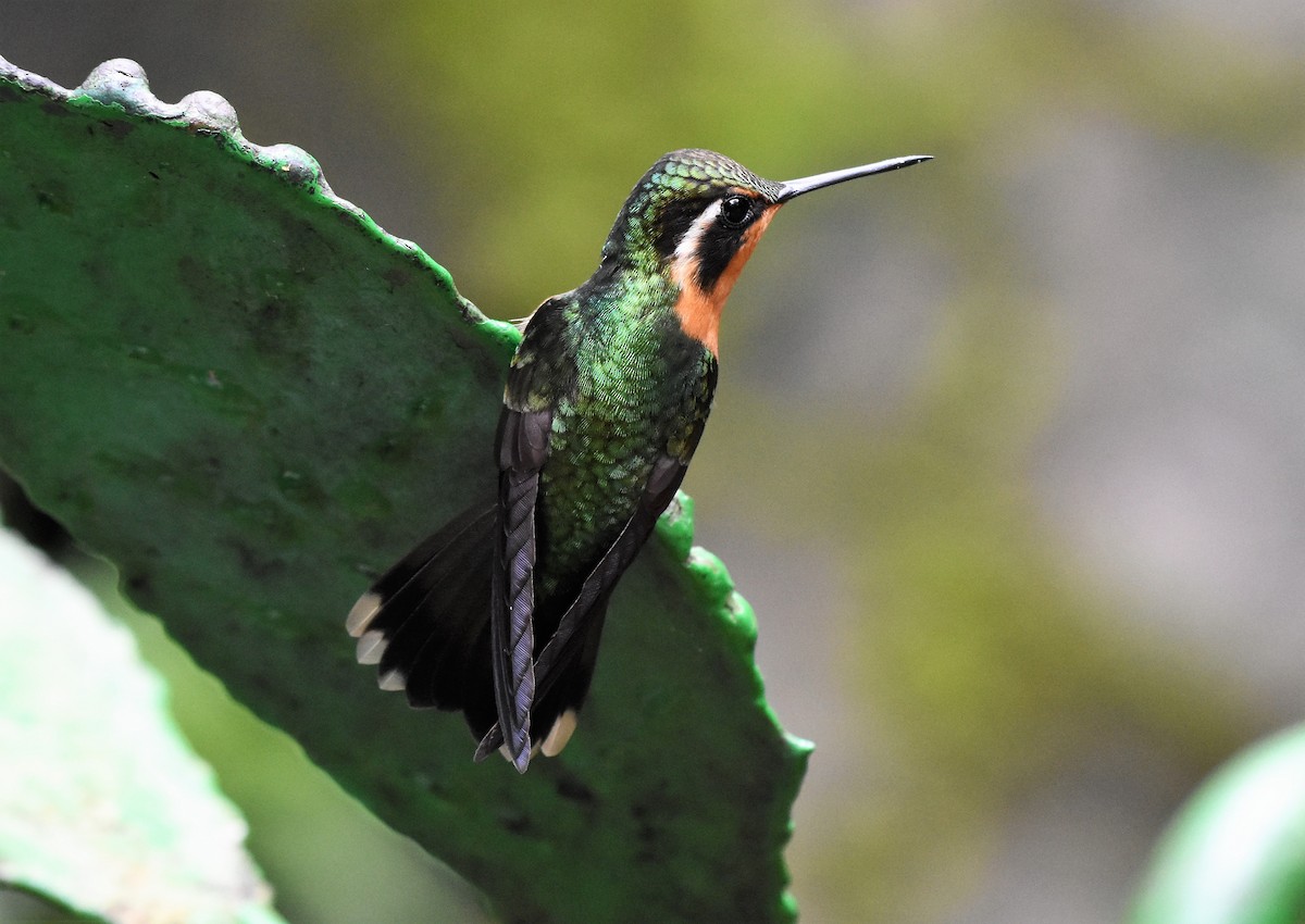 Colibri à gorge pourprée - ML61688031