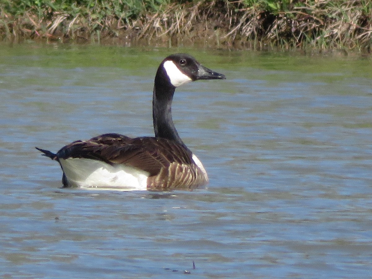 Canada Goose - ML616880318