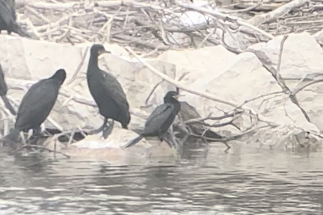 Neotropic Cormorant - Edward Hicks