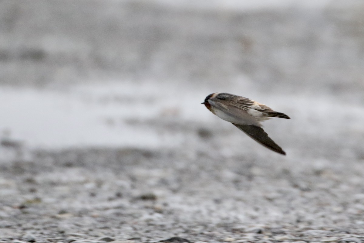 Cliff Swallow (pyrrhonota Group) - ML616880475