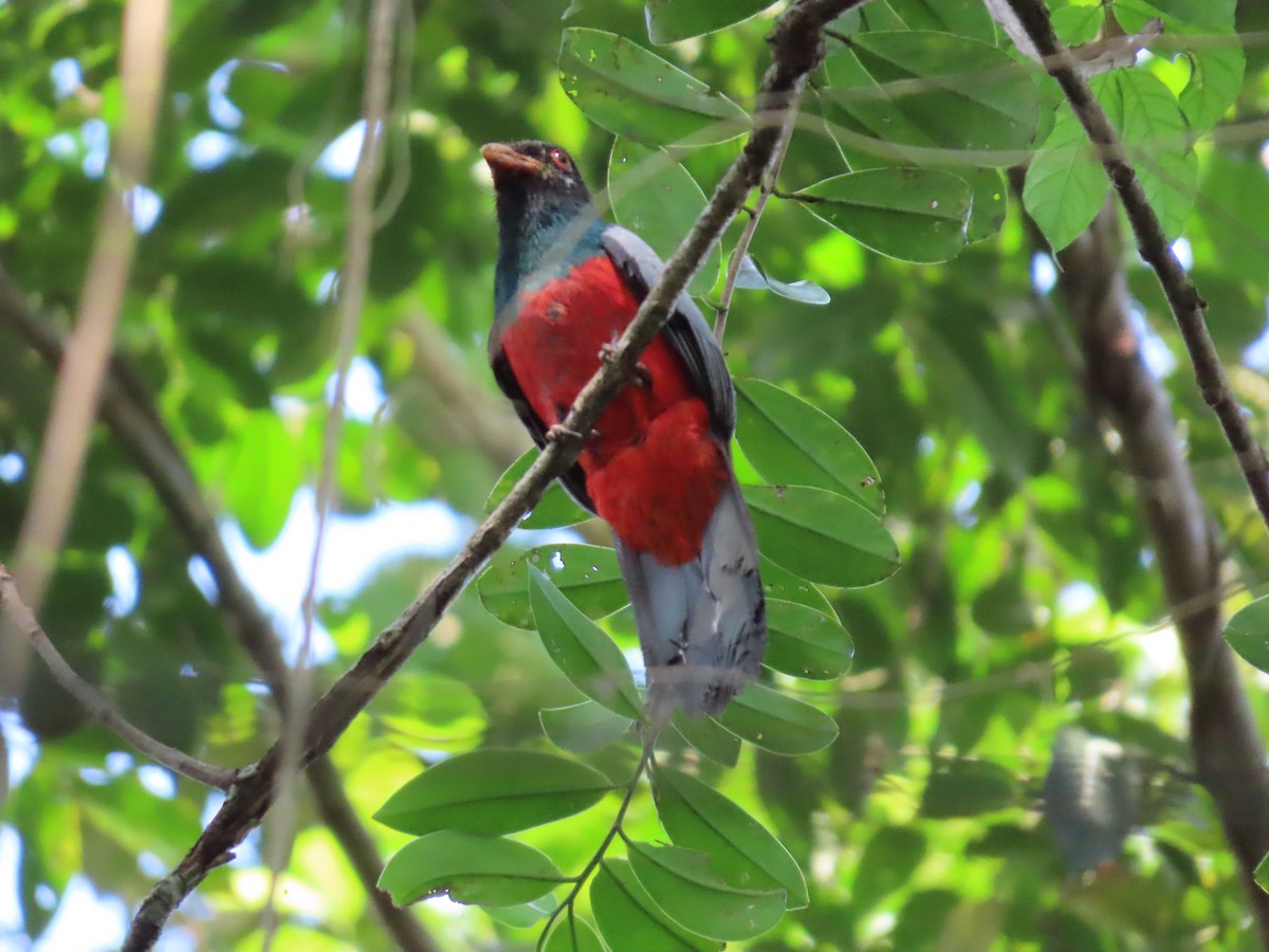 Gri Kuyruklu Trogon - ML616880494