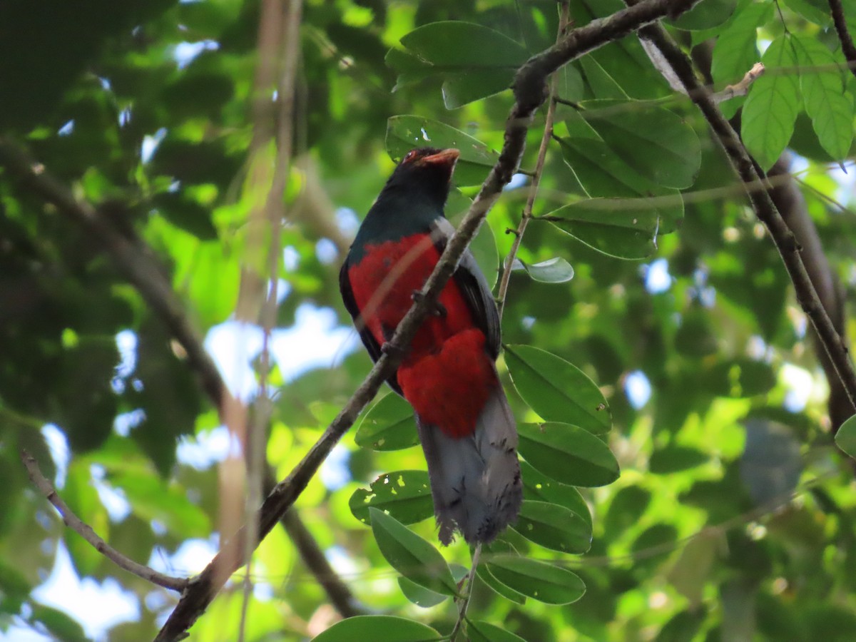 Gri Kuyruklu Trogon - ML616880495