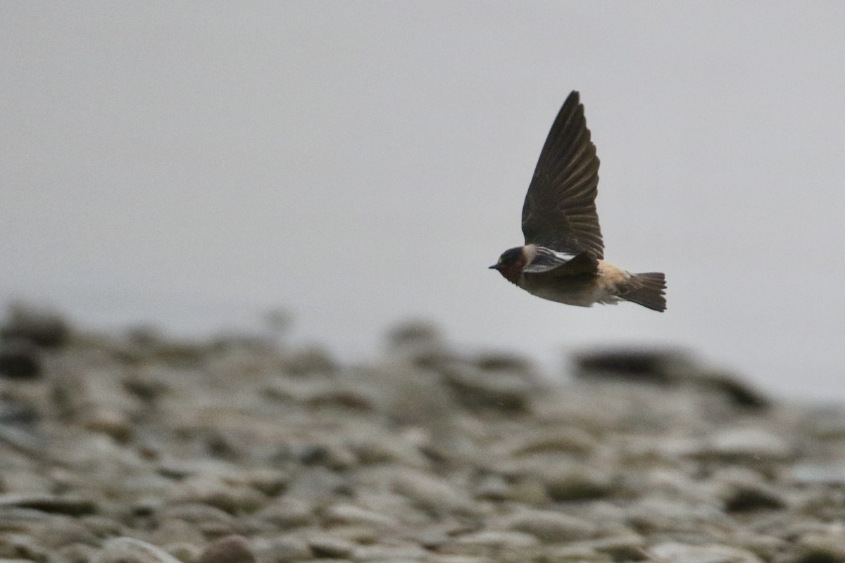 Cliff Swallow (pyrrhonota Group) - ML616880500